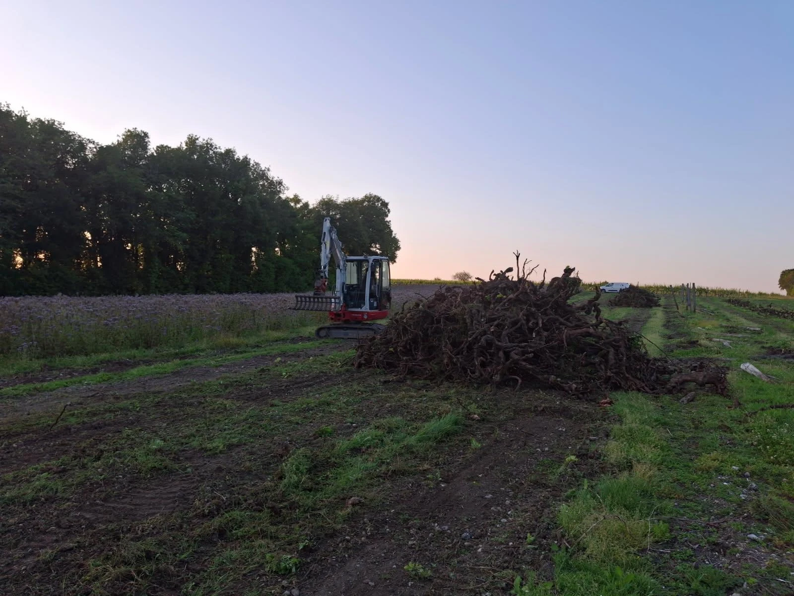 Aide à l’arrachage de la vigne 2026 (FranceAgriMer) : des règles actées et un top départ donné pour le dépôt des dossiers