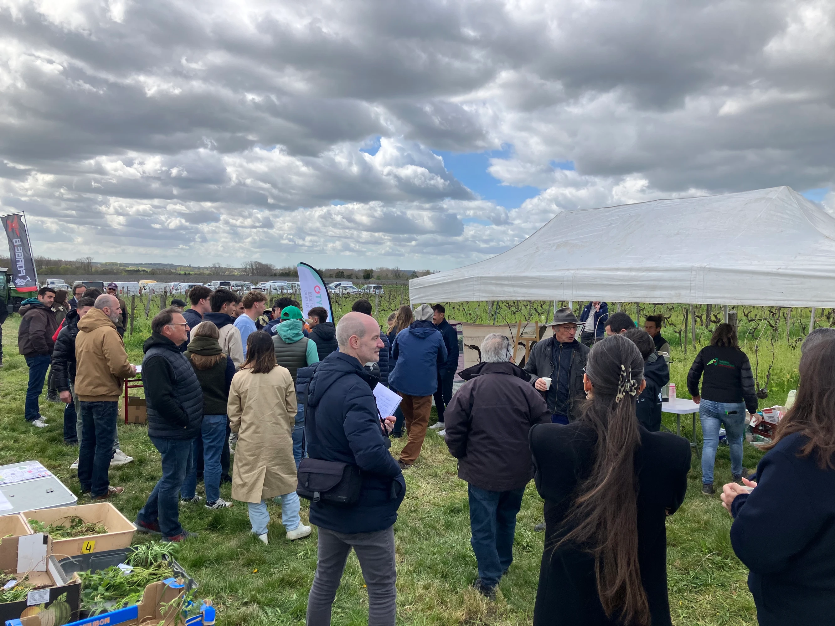 Les couverts végétaux en viticulture : Pour un sol fertile et une adaptation climatique