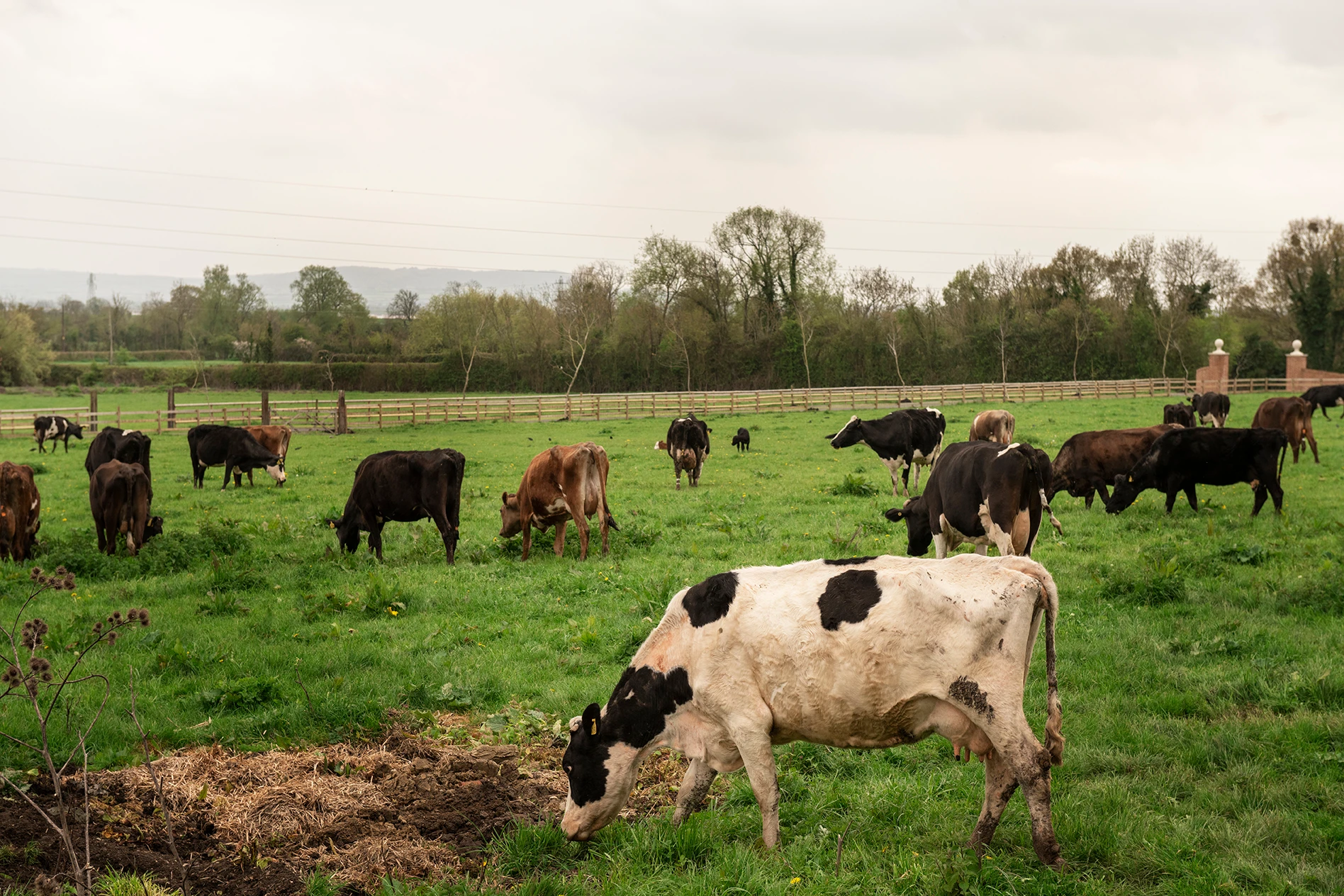 Agriculture biologique : les fermes charentaises ouvrent leurs portes pour rapprocher producteurs et consommateurs