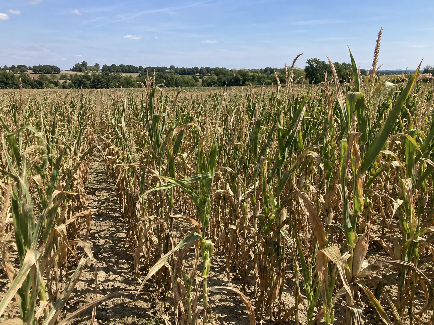 Sécheresse et canicule : Banque Populaire déploie un plan de soutien aux exploitations agricoles et viticoles