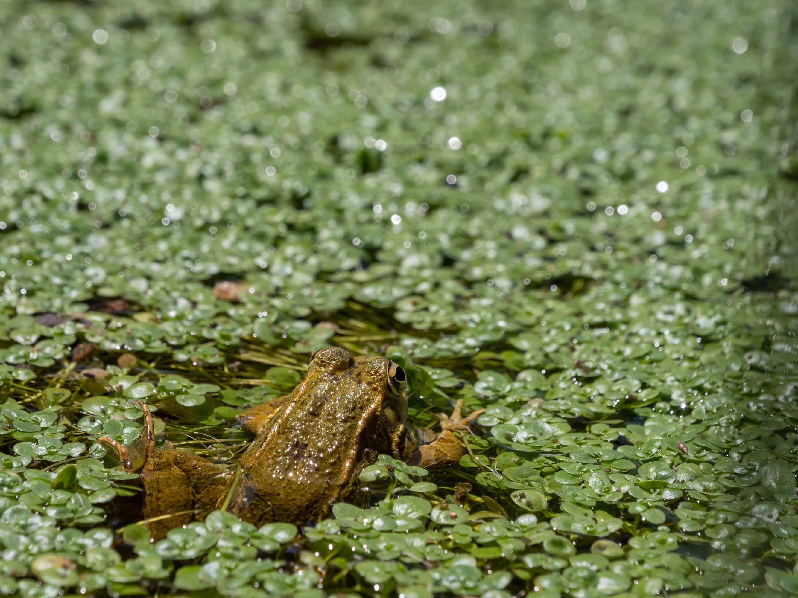 Grand Cognac engage un vaste état des lieux des mares pour préserver un patrimoine naturel essentiel