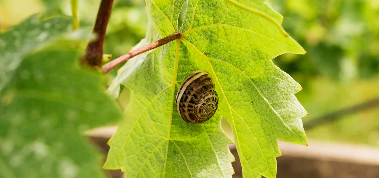 La pépinière viticole alerte sur une crise sans précédent et appelle à un soutien d’urgence