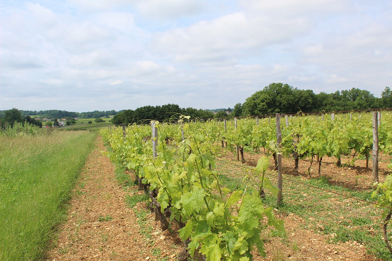 Couverts végétaux en viticulture : une pratique agroécologique au cœur des enjeux climatiques