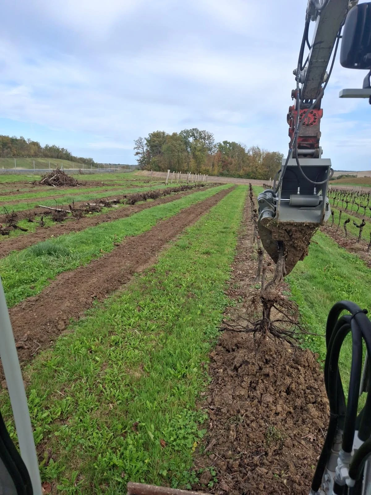 Plan d’arrachage FranceAgriMer : faute de grives, les charentais devront manger des merles