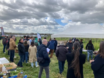 Les couverts végétaux en viticulture : Pour un sol fertile et une adaptation climatique