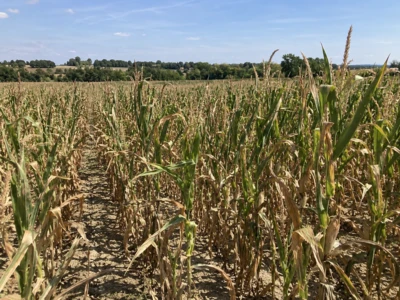 Sécheresse et canicule : Banque Populaire déploie un plan de soutien aux exploitations agricoles et viticoles