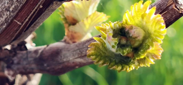 Mise à jour 2024 de la note technique commune résistances aux maladies de la vigne