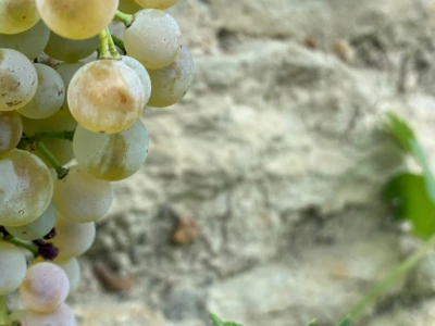 LA MAISON BOINAUD DEMANDE UNE SAUVEGARDE ET S’ENGAGE À HONORER SES CONTRATS AVEC LES VITICULTEURS