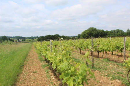 Couverts végétaux en viticulture : une pratique agroécologique au cœur des enjeux climatiques