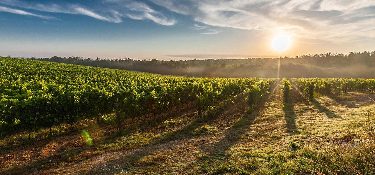 Réchauffement climatique: le génome de la vigne pourrait être la clé de sa survie
