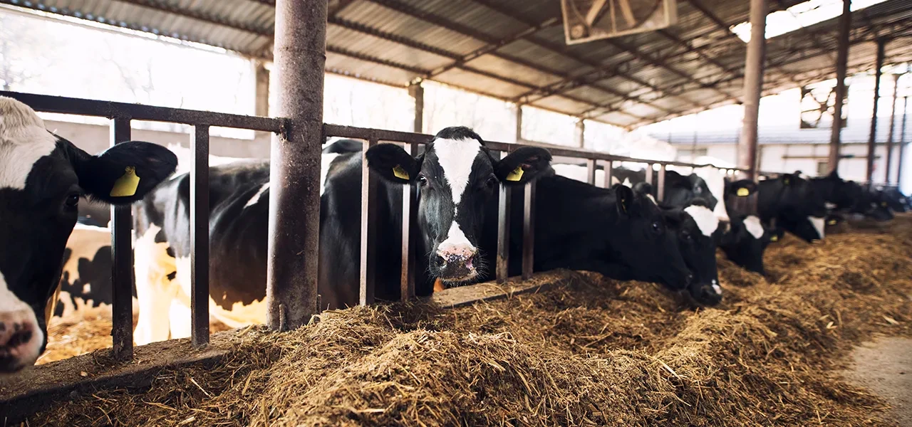 Agriculture française : des résultats économiques inquiétants