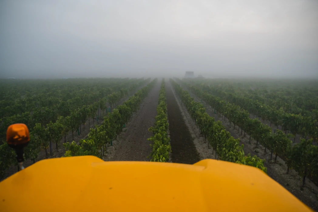Rendement 2026 : un vote sous tension au sein de l’interprofession du cognac