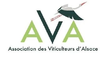 Théo Grischko, 24 ans, prend la direction de l’Association des Viticulteurs d’Alsace