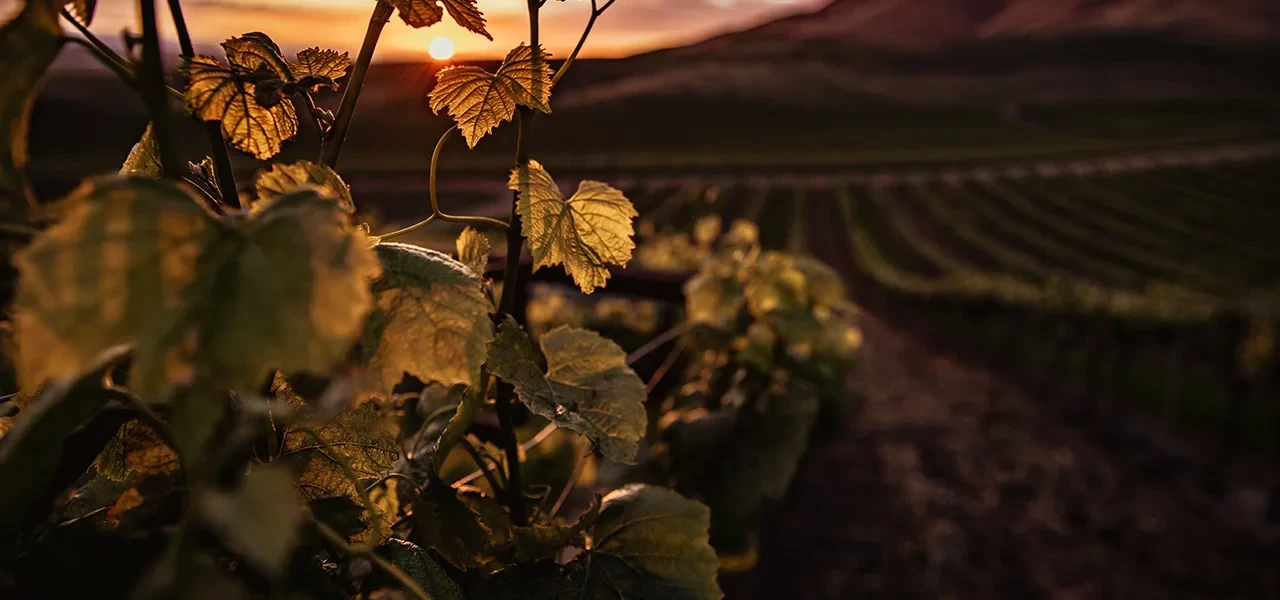 Fermes DEPHY en Viticulture : 2024, une année à oublier…