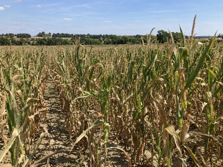Sécheresse et canicule : Banque Populaire déploie un plan de soutien aux exploitations agricoles et viticoles