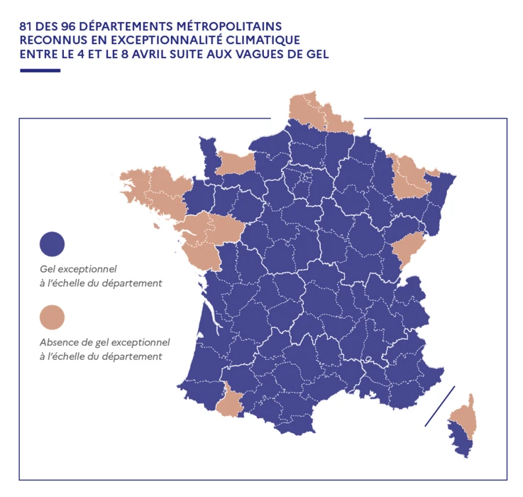 LE « PLAN GEL » ACTÉ AU CONSEIL DES MINISTRES : LES DISPOSITIFS DE SOUTIEN AUX AGRICULTEURS ET ENTREPRISES AGRICOLES & VITICOLES