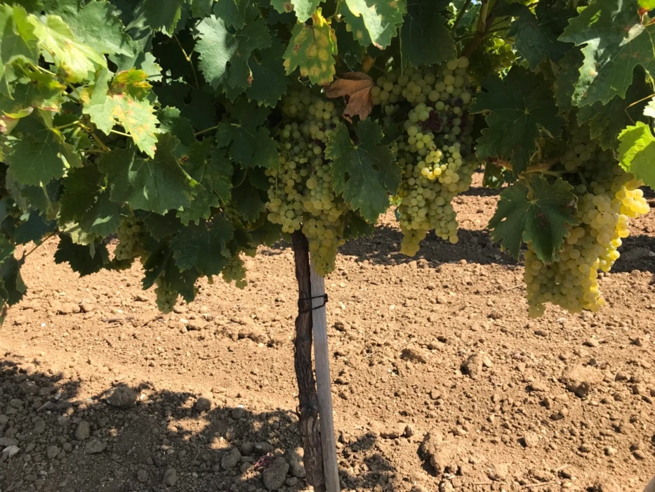 LES CHIFFRES 2021 DE LA FILIÈRE COGNAC : FILIÈRE COGNAC : UN RENDEMENT À 14,84 hlAP/ha, UN OBJECTIF ...