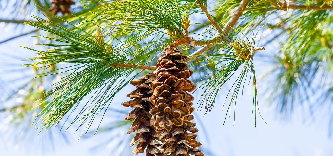 Dérèglement climatique : les pins maritimes démontrent qu’ils ont de la mémoire