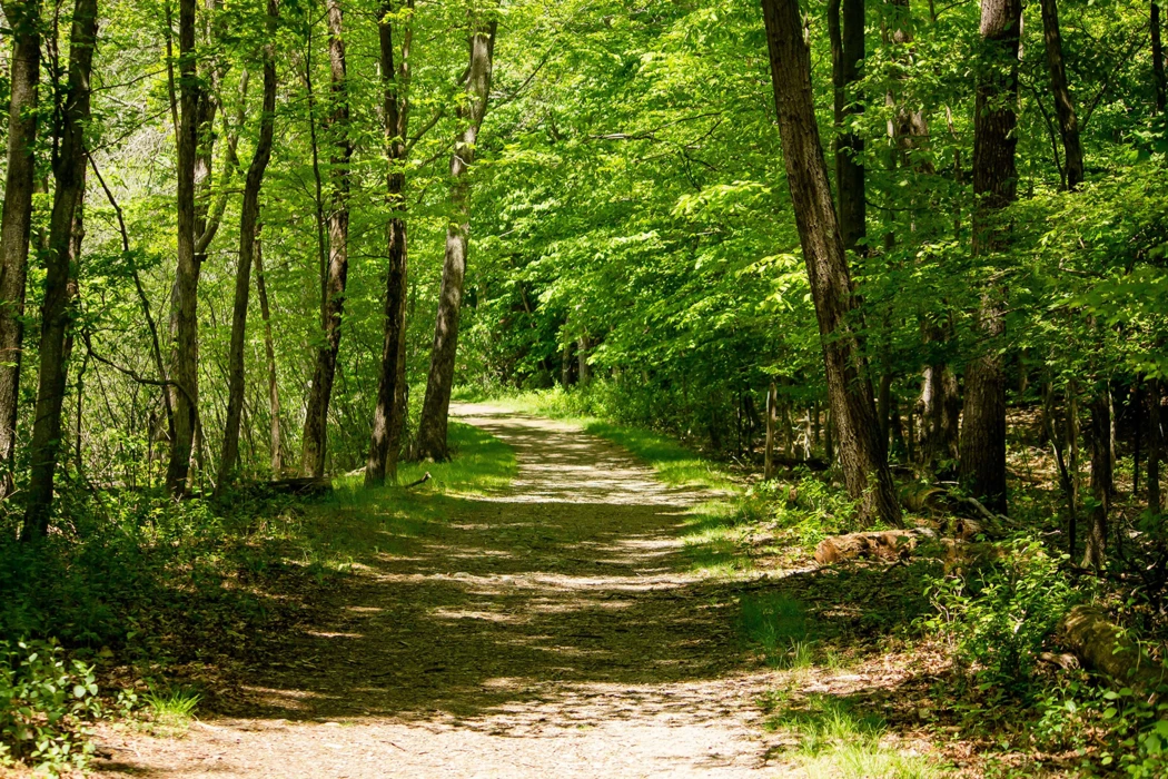 Cognac et biodiversité : Hennessy ouvre les portes de sa forêt de Bagnolet au public