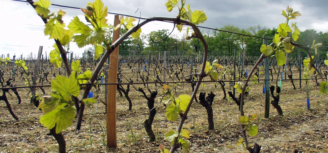 Arrachage à Bordeaux et replantation à Cognac : Mobilisation du BNIC contre les tentations de contournement de la réglementation