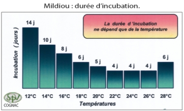 mildiou_duree_de_incubation.jpg