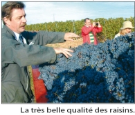 tres_belle_qualite_des_raisins.jpg