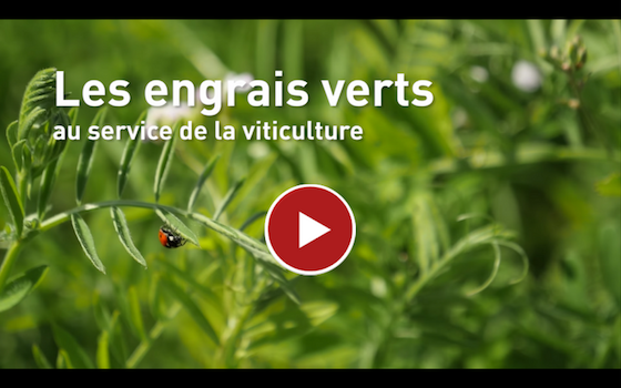 engrais_verts_au_service_viticulture_-_560.png