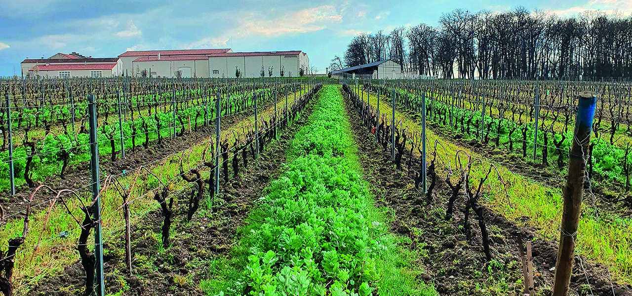 Expérimentation BEE : faciliter l’intégration de solutions de biocontrôle dans les itinéraires des exploitations viticoles