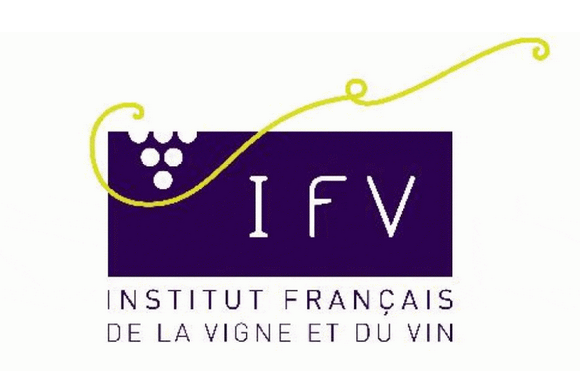 IFV : le basidiomycète crustomyces subabruptus responsable des arômes de champignon frais dans le vin