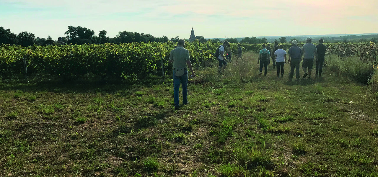 La viticulture raisonnée en groupe par la Chambre d’agriculture de la Charente