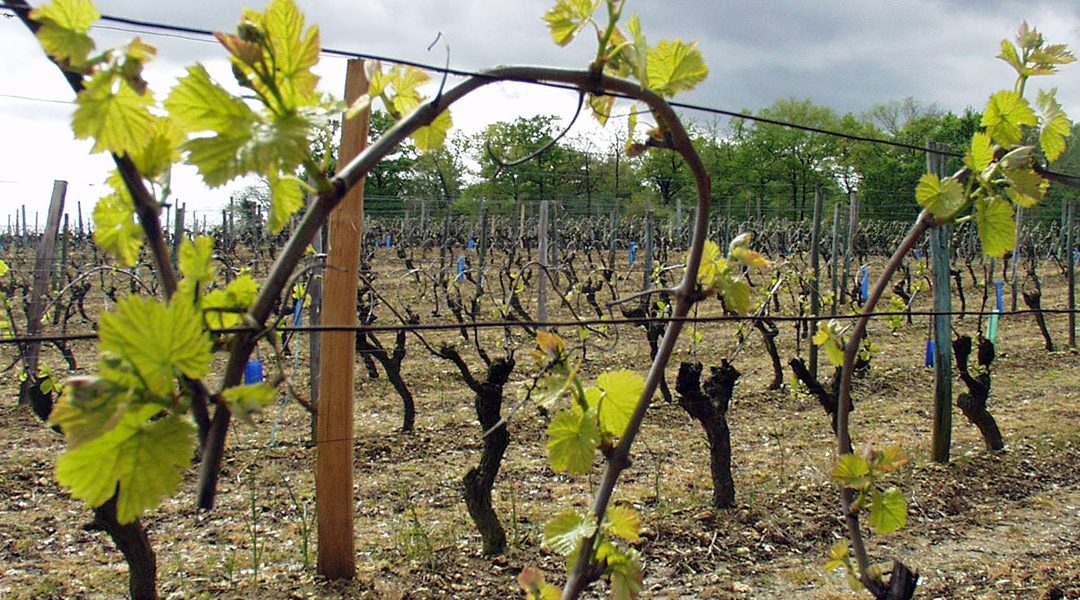 Arrachage à Bordeaux et replantation à Cognac : Mobilisation du BNIC contre les tentations de contournement de la réglementation
