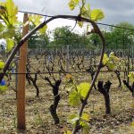 Arrachage à Bordeaux et replantation à Cognac : Mobilisation du BNIC contre les tentations de contournement de la réglementation