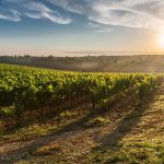 Réchauffement climatique: le génome de la vigne pourrait être la clé de sa survie