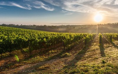 Réchauffement climatique: le génome de la vigne pourrait être la clé de sa survie