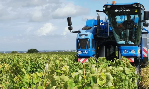 WEBINAIRE TECHNIQUE – BNIC VENDANGES & VINIFICATION 2025