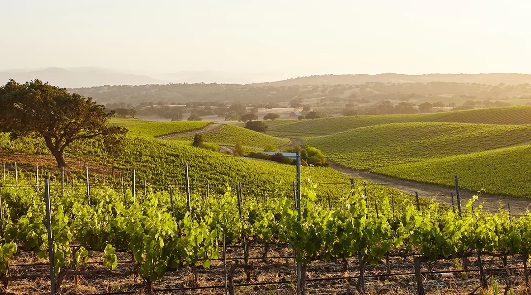 Nouvelle donne climatique : la vigne à l’épreuve du vivant