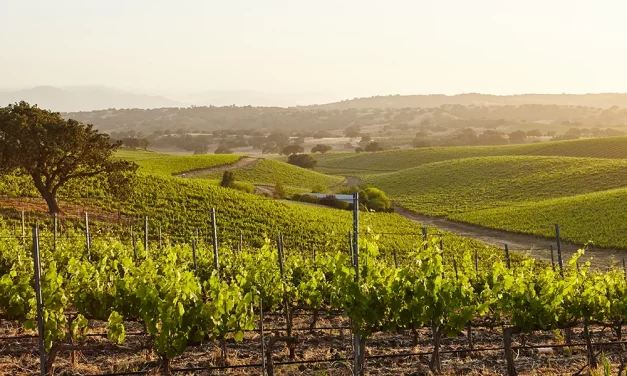 Nouvelle donne climatique : la vigne à l’épreuve du vivant